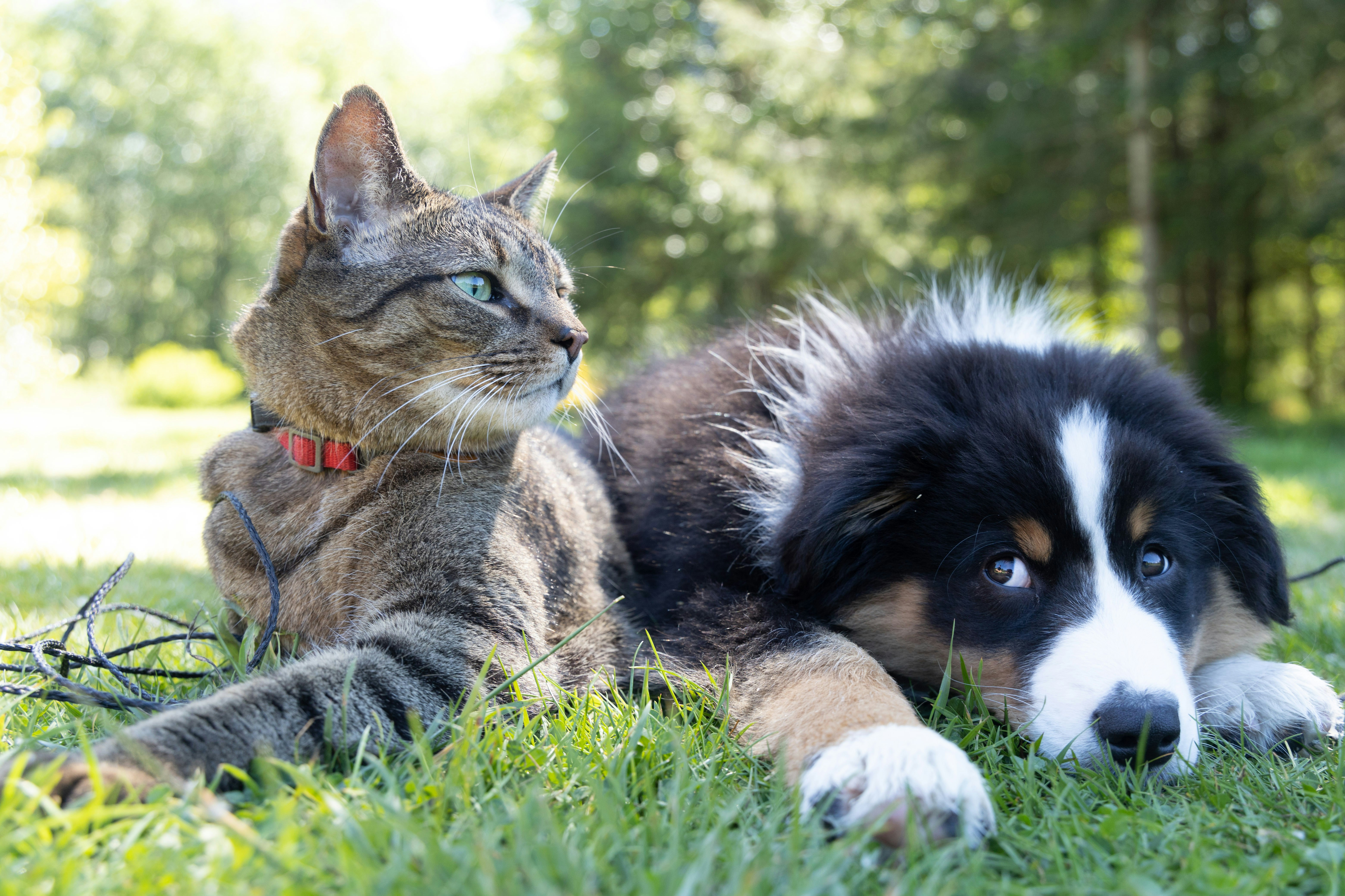 Gato y perro descansando juntos en el césped